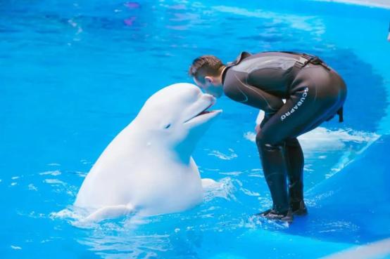 重庆海昌海洋加勒比公园游玩攻略,重庆加勒比海水世界什么时候开放