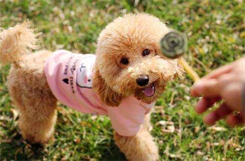 饲养贵宾的6大禁忌,饲养巨型贵宾犬6大禁忌