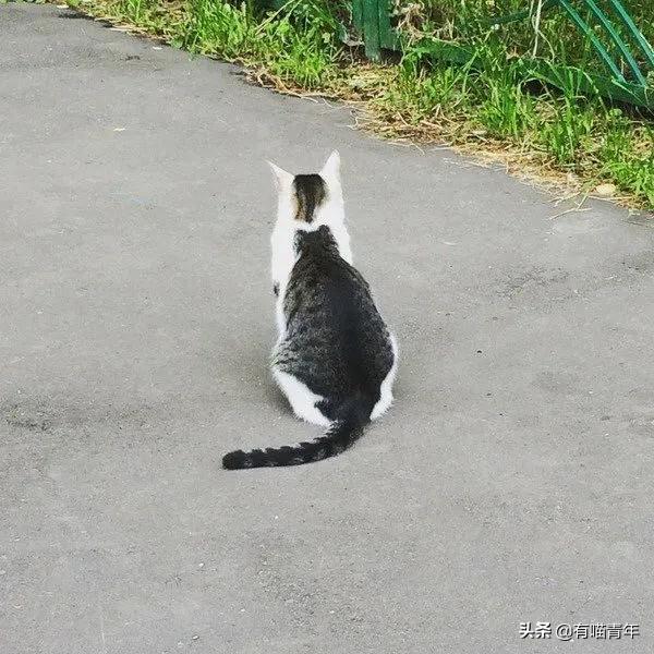 医生说我家猫很有性格,医生说我的猫有点傻