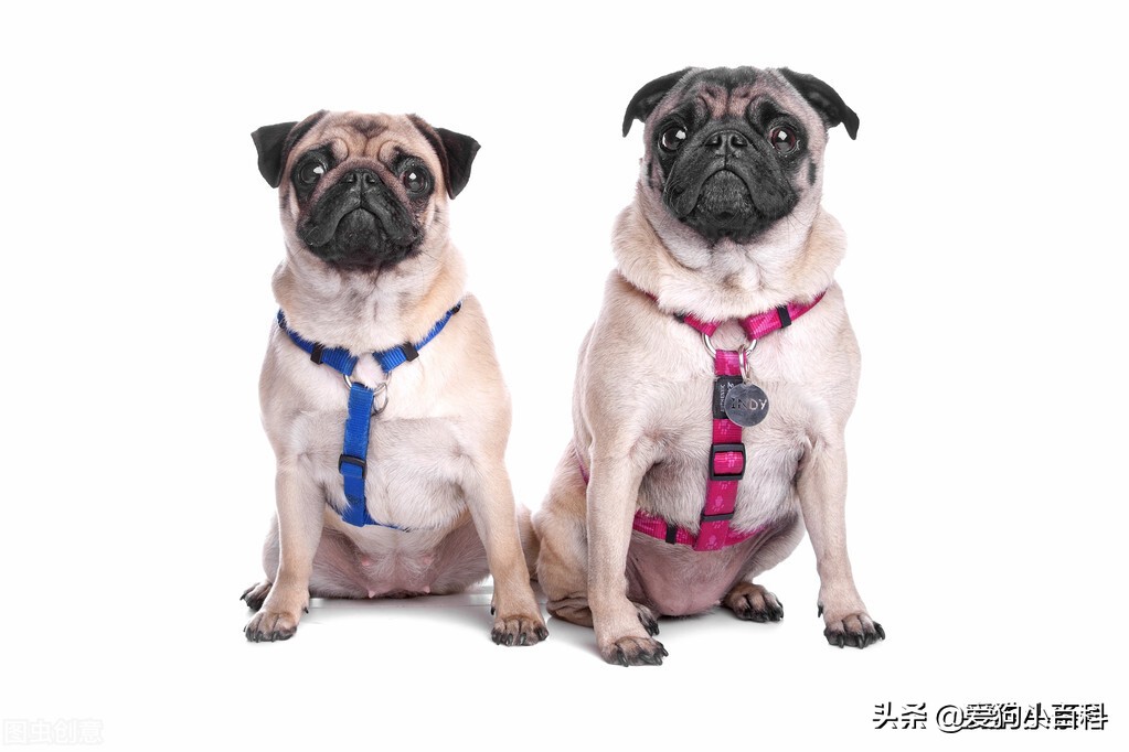 狗狗总有眼泪怎么办啊,狗狗总有泪痕怎么办