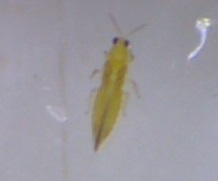 蓝莓上有蚜虫怎么办,蓝莓树上有小飞虫是怎么回事