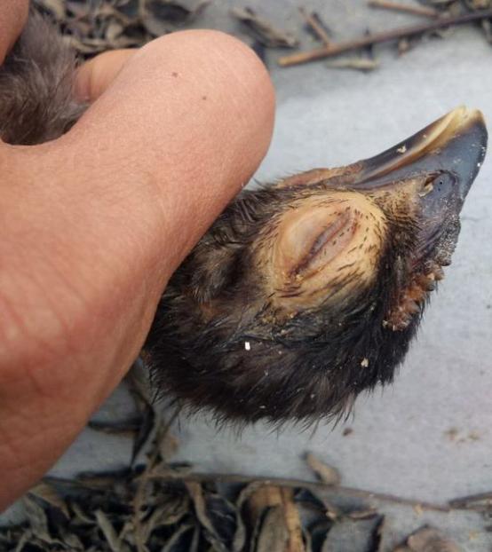 鸡瞎眼睛还肿是什么原因,鸡眼睛有半边瞎了还带肿是什么病