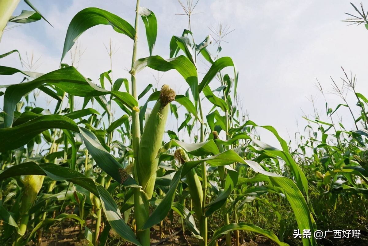 横县甜玉米:甜脆香嫩,饱满多汁