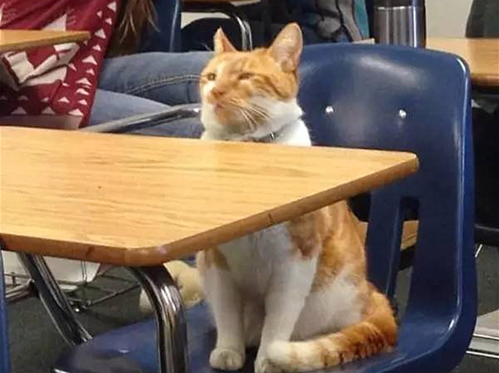 橘猫陪着主人,橘猫留学