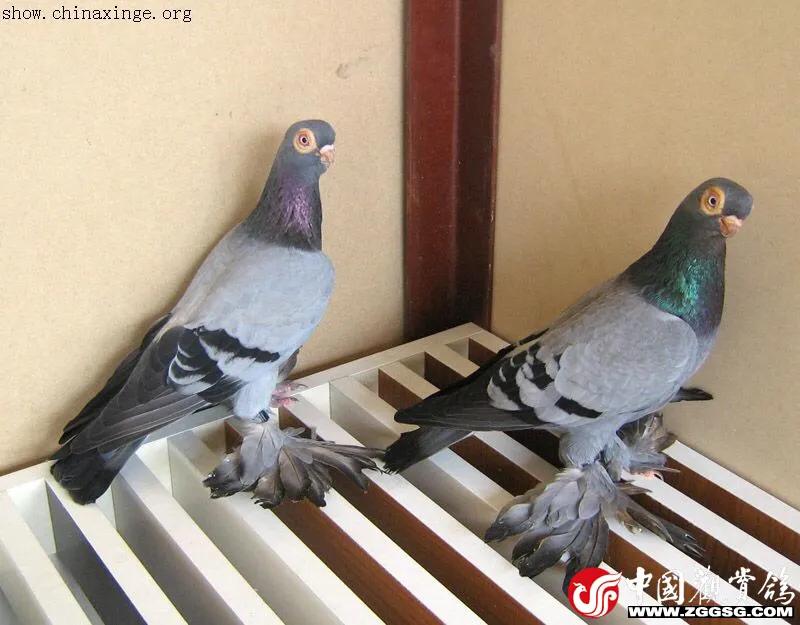 北京鸽哨制作,北京鸽哨晨曲