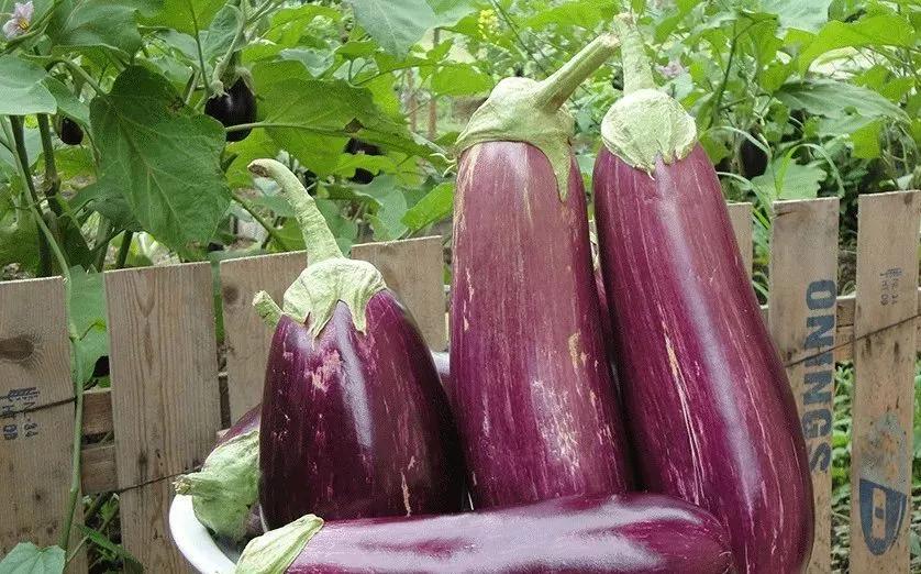 茄子不要炒着吃教你一招,专家说茄子尽量少吃