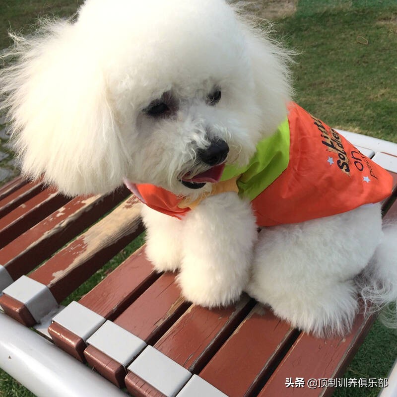 狗狗驱虫用药怎么用,狗狗驱虫怎么吃药