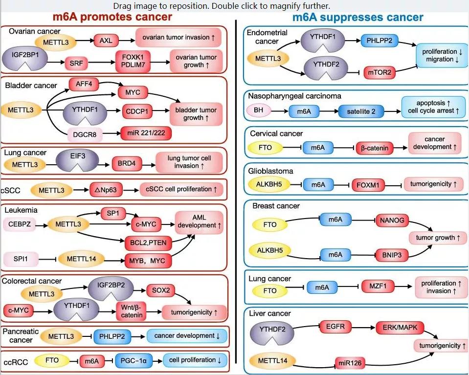 双刃剑m6a治疗,肿瘤生物学治疗研究进展
