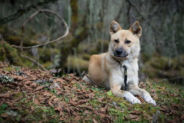 狗狗吐黄水拉不出来怎么办,狗狗吐黄水精神不好怎么办