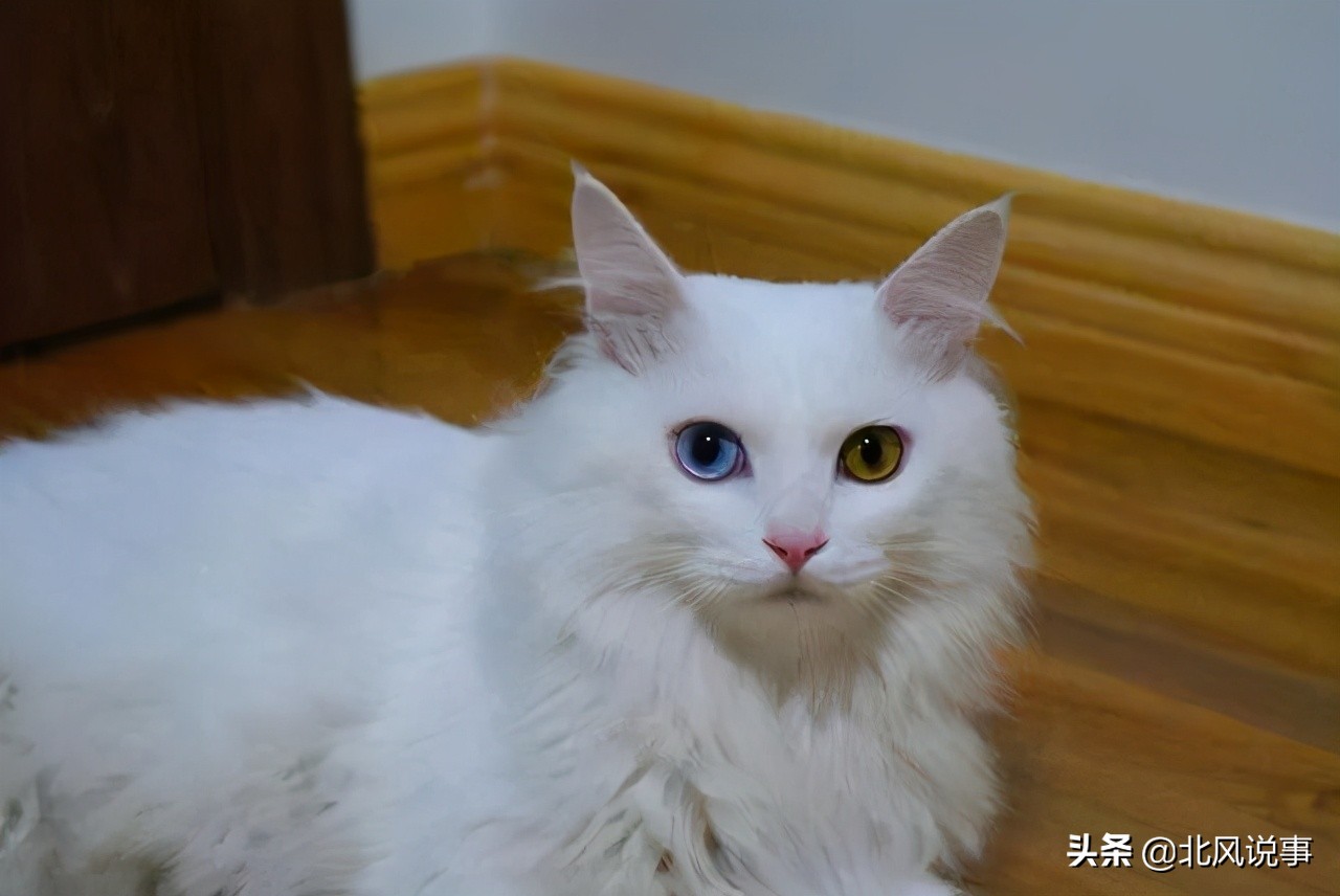 常见宠物猫的品种及价格,常见的十大宠物猫品种介绍大全