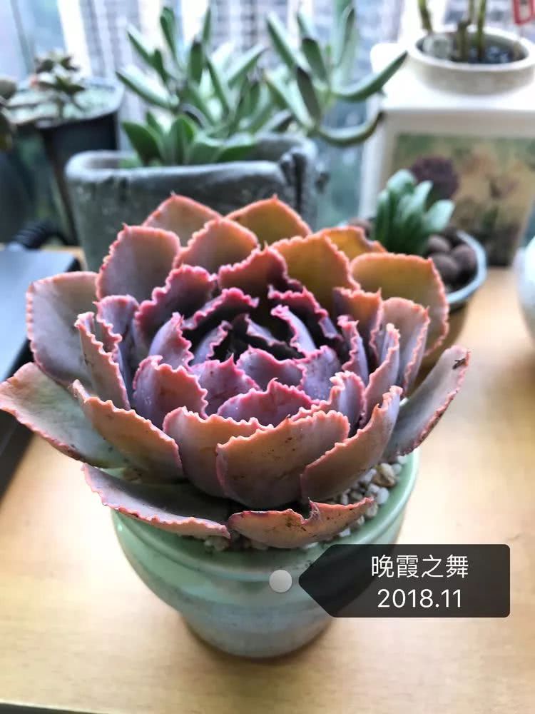 多肉名字怎么记,多肉的品种图片及名字寓意