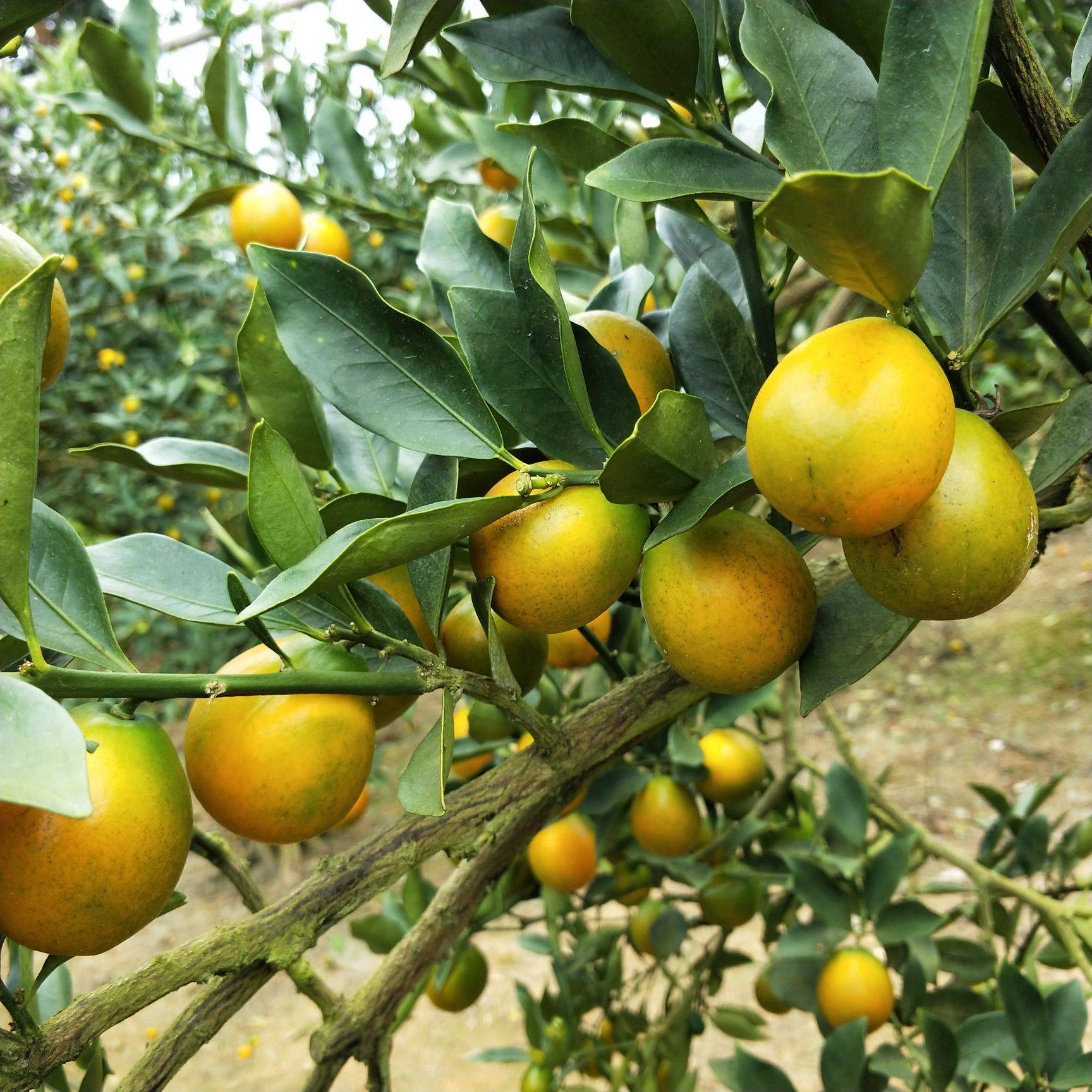 融水特色生态农业产业园,广西融水县特色产品