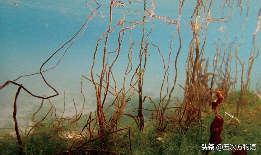 海里的食用藻类图片,青岛海边常见的生物