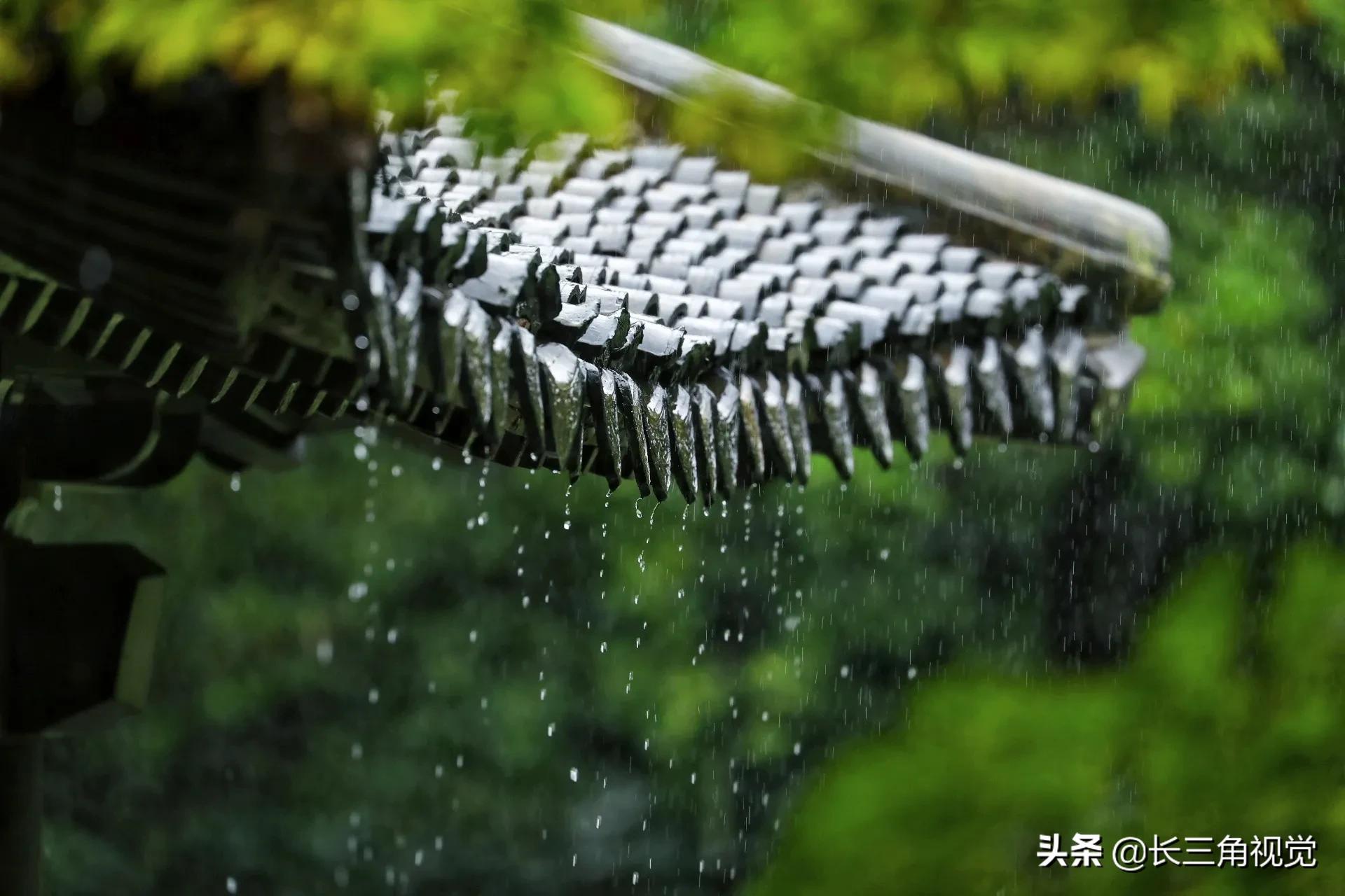 “断崖式”寒潮过后，湖州：晚秋芙蓉始盛开