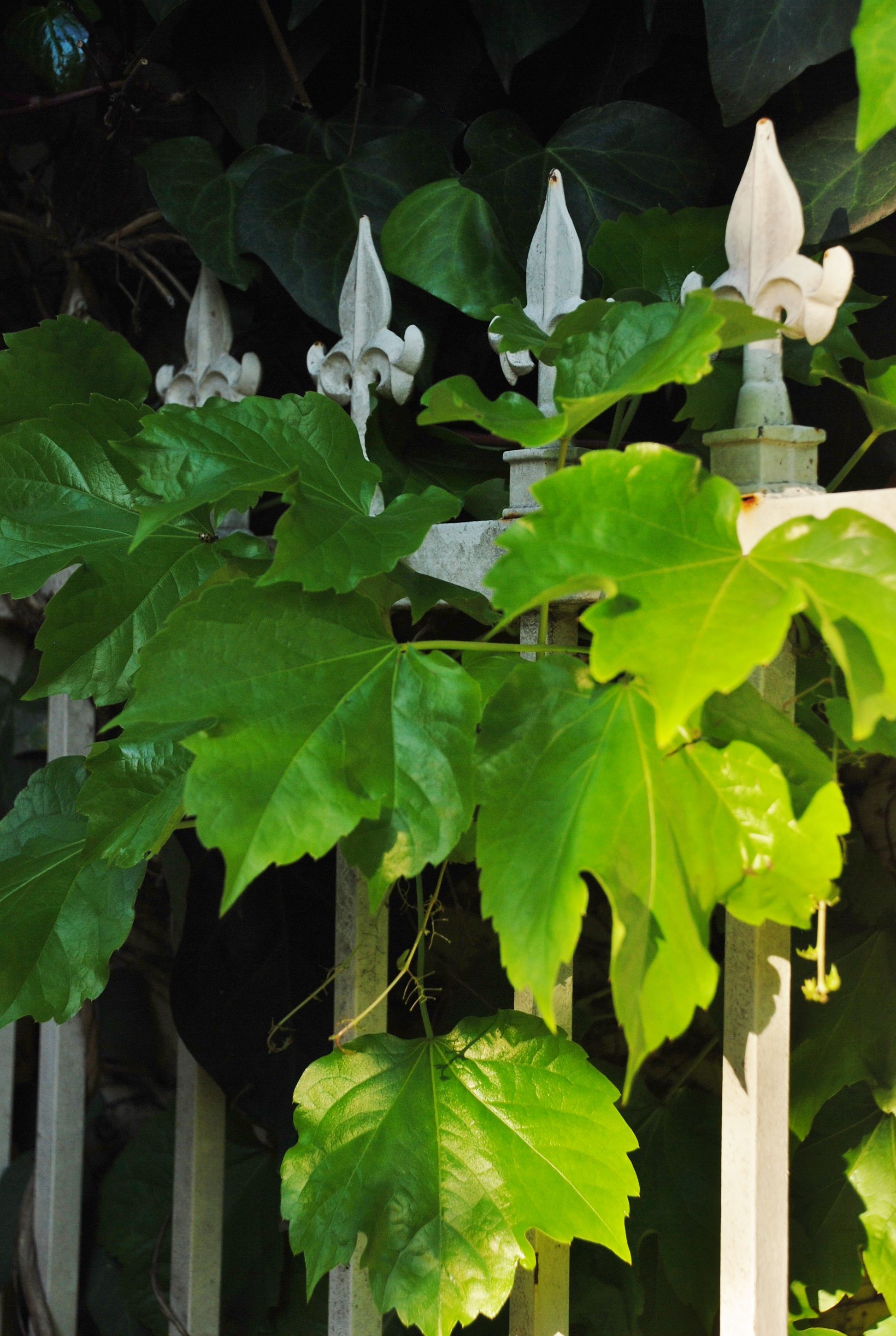 除甲醛绿植吸收的甲醛去哪里了,绿植去甲醛最有效的方法