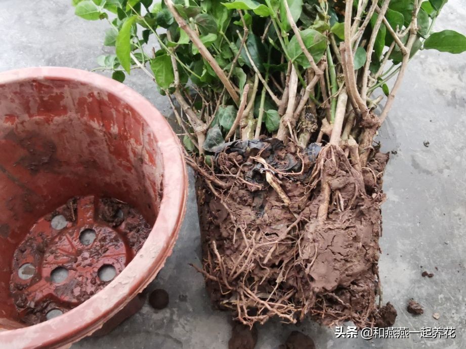 燕燕带你一步一步揭秘为什么花市买的茉莉花不换盆养不活