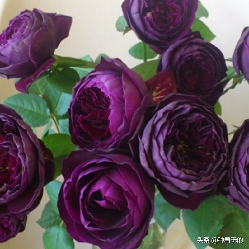 又香又漂亮的月季,一款特别仙气的月季花