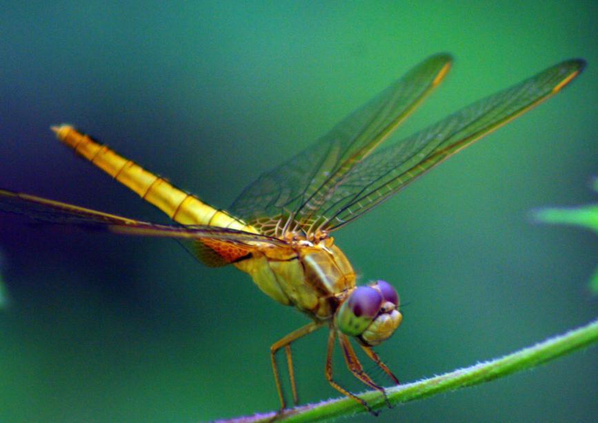 蜻蜓的缘分,命运的缘分完整版视频