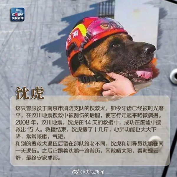 汶川地震狗救了32条人命,汶川地震狗狗救人21人