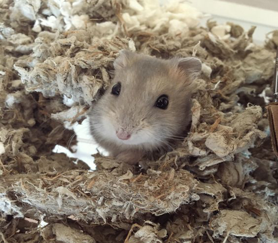 紫仓挑食,紫仓为什么只吃蔬菜