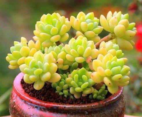 新手种多肉用什么花盆最好,刚种多肉用什么土