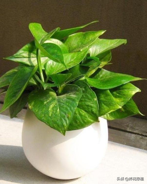 水培绿萝跟土培绿萝是一个品种吗,绿萝的养殖方法水培和土培的区别