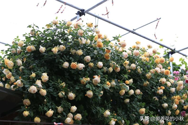 藤本月季过冬的正确方法,藤本月季春天的养护方法