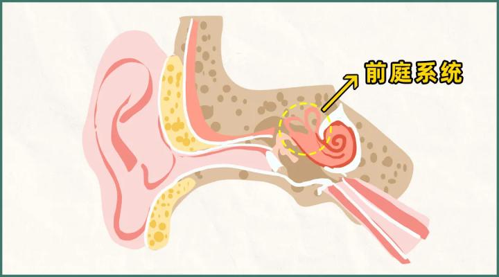 晕车怎么才能不晕车,有什么方法才能不晕车呢