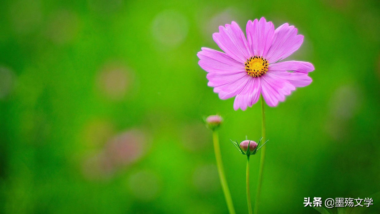 爱的创可贴全集免费观看,爱的创可贴全集