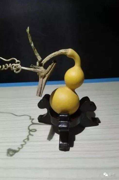 葫芦叶子长斑发黄枯萎怎么办