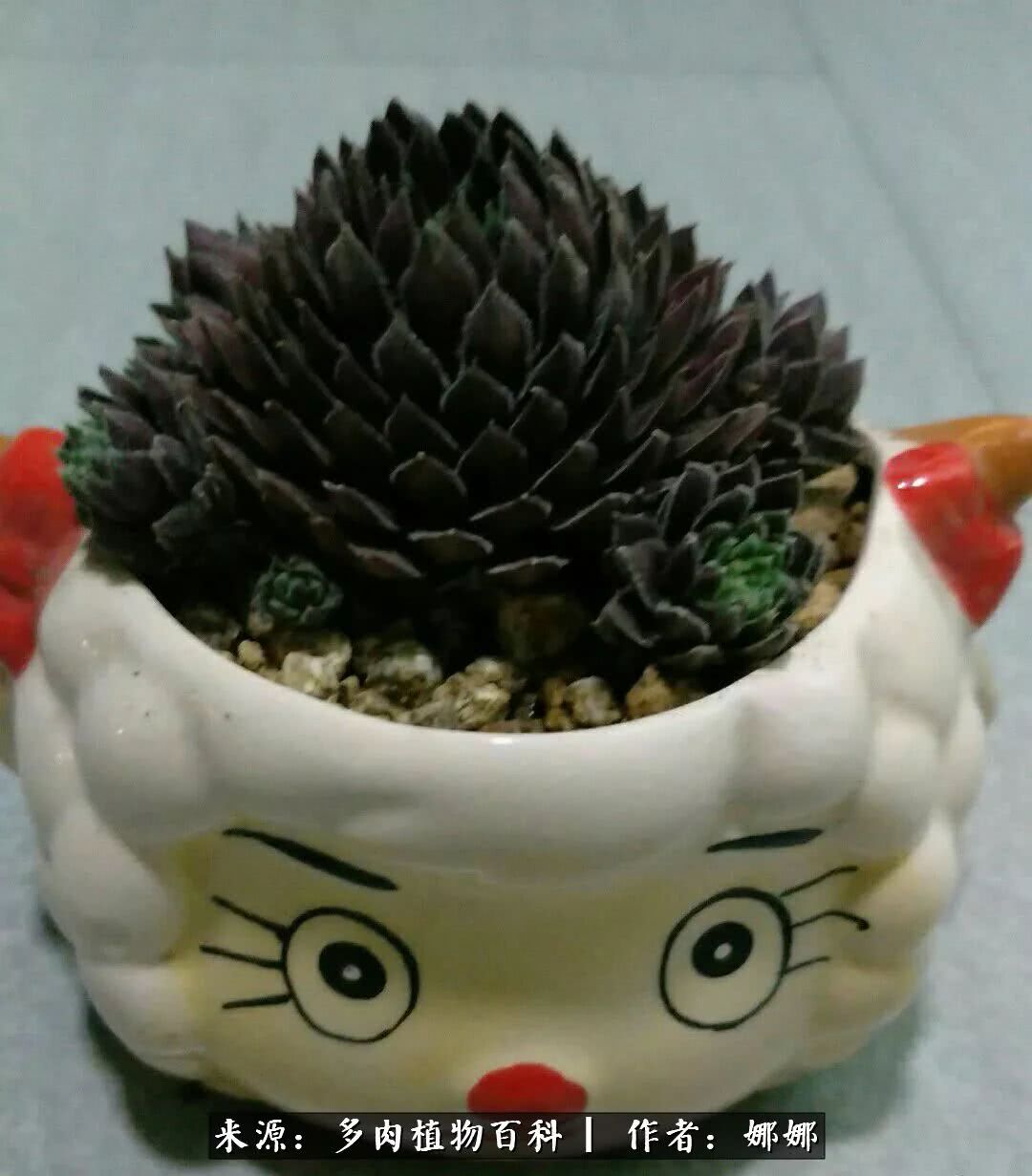 篱笆花开情常在，守你一生不变！