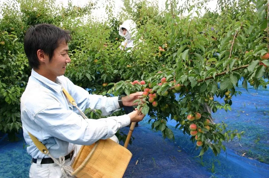 日本这个村种梅子每户年收16万，还种出了“世界文化遗产”