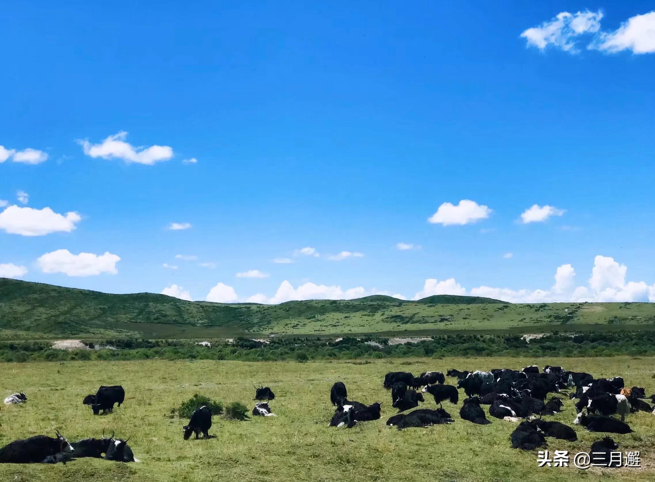 从若尔盖到九寨沟沿途哪些风景,若尔盖到尕海一路风景