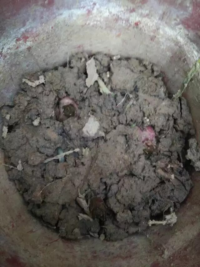 香水百合哪一个种类最漂亮又好养,香水百合怎么养能让香味更足