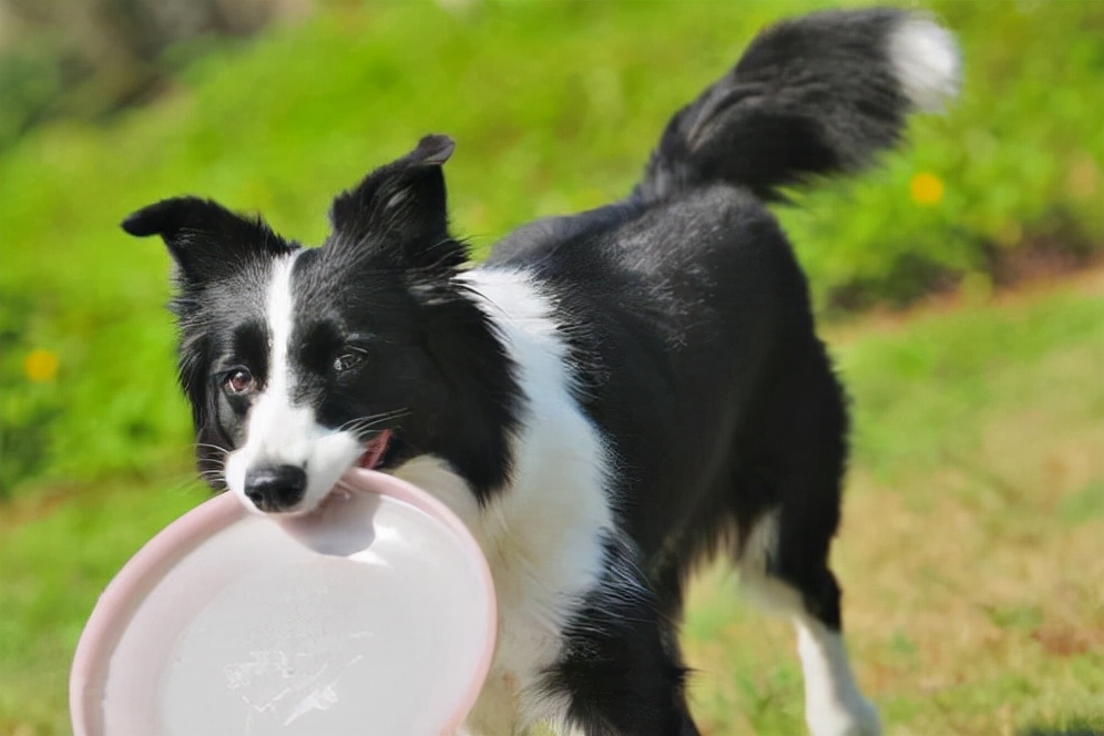 边牧毛发干枯怎么办啊,小边牧的毛发干枯吃打虫药可以吗