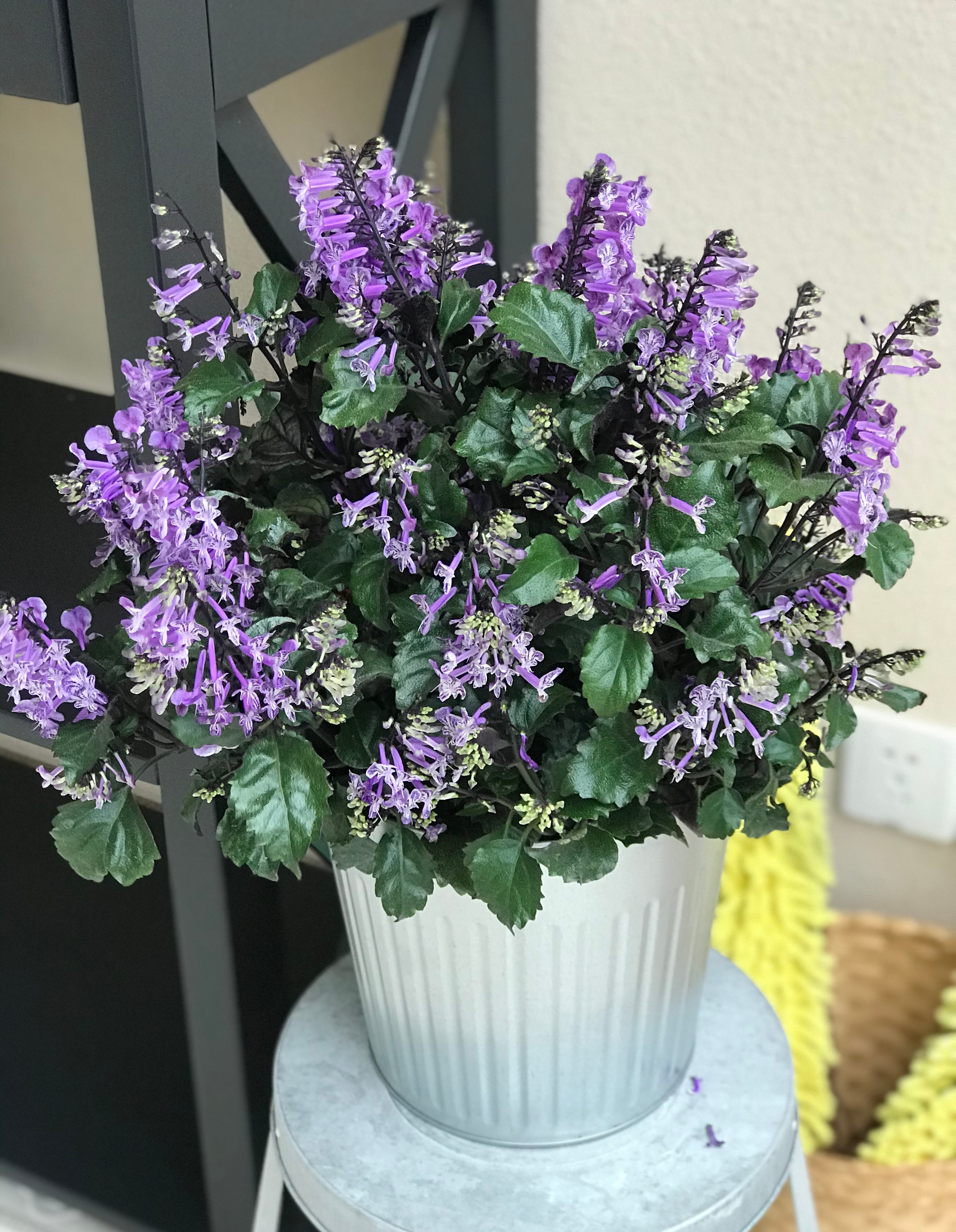 适合阳台养的花卉盆栽微香,满屋香室内花卉盆栽最好养