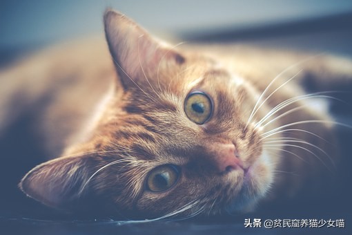 猫咪一直流眼泪的原因和解决方法,猫咪流眼泪泪痕重什么原因