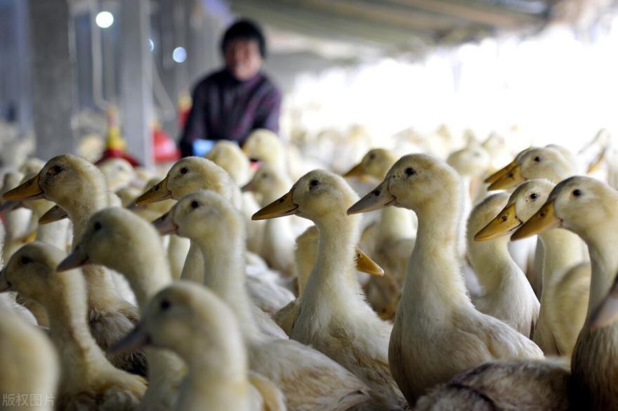 肉鸭养殖常用病毒药有哪些,肉鸭23天感冒吃什么药