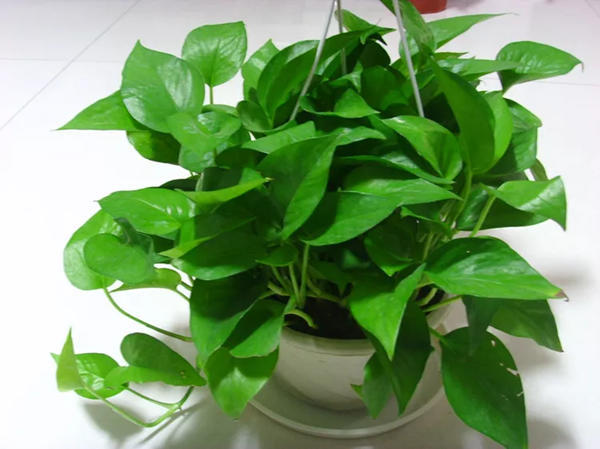 适合放厕所除异味的绿植水养,能净化空气又适合卫生间养的植物