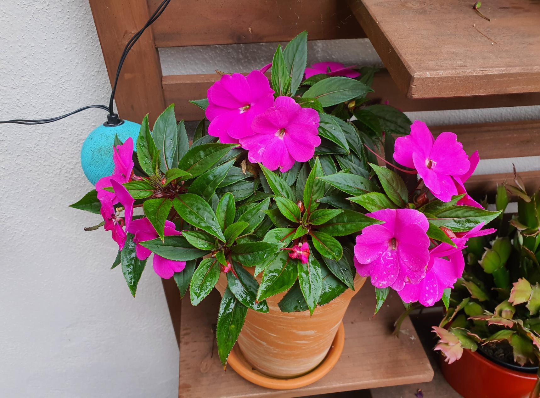 三星note10+现在还值得拥有吗,三星note10+现在能称得上机皇吗