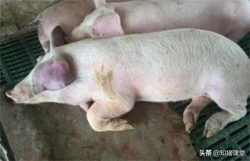 育肥猪耳朵发紫会是蓝耳病吗,猪耳朵为什么发紫及治疗方法