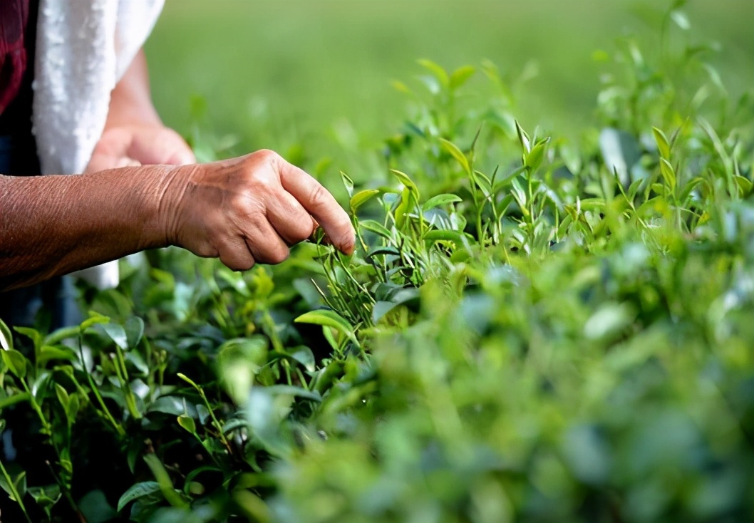 茶叶的采摘标准解释,茶叶的采摘分为哪三种