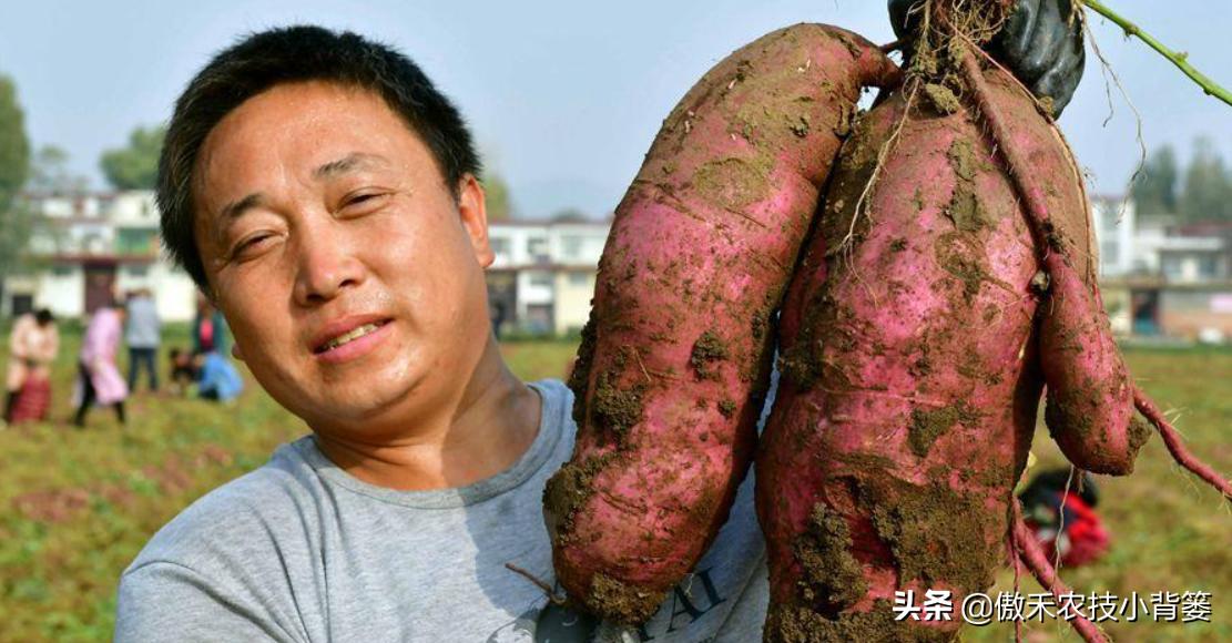 红薯种植高产技术怎样管理,红薯如何管理才能高产