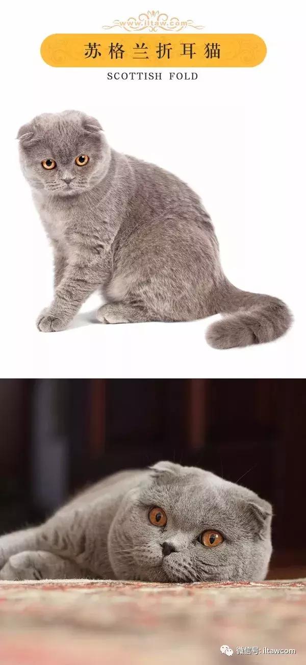 搜猫咪各种图片,世界猫咪图录