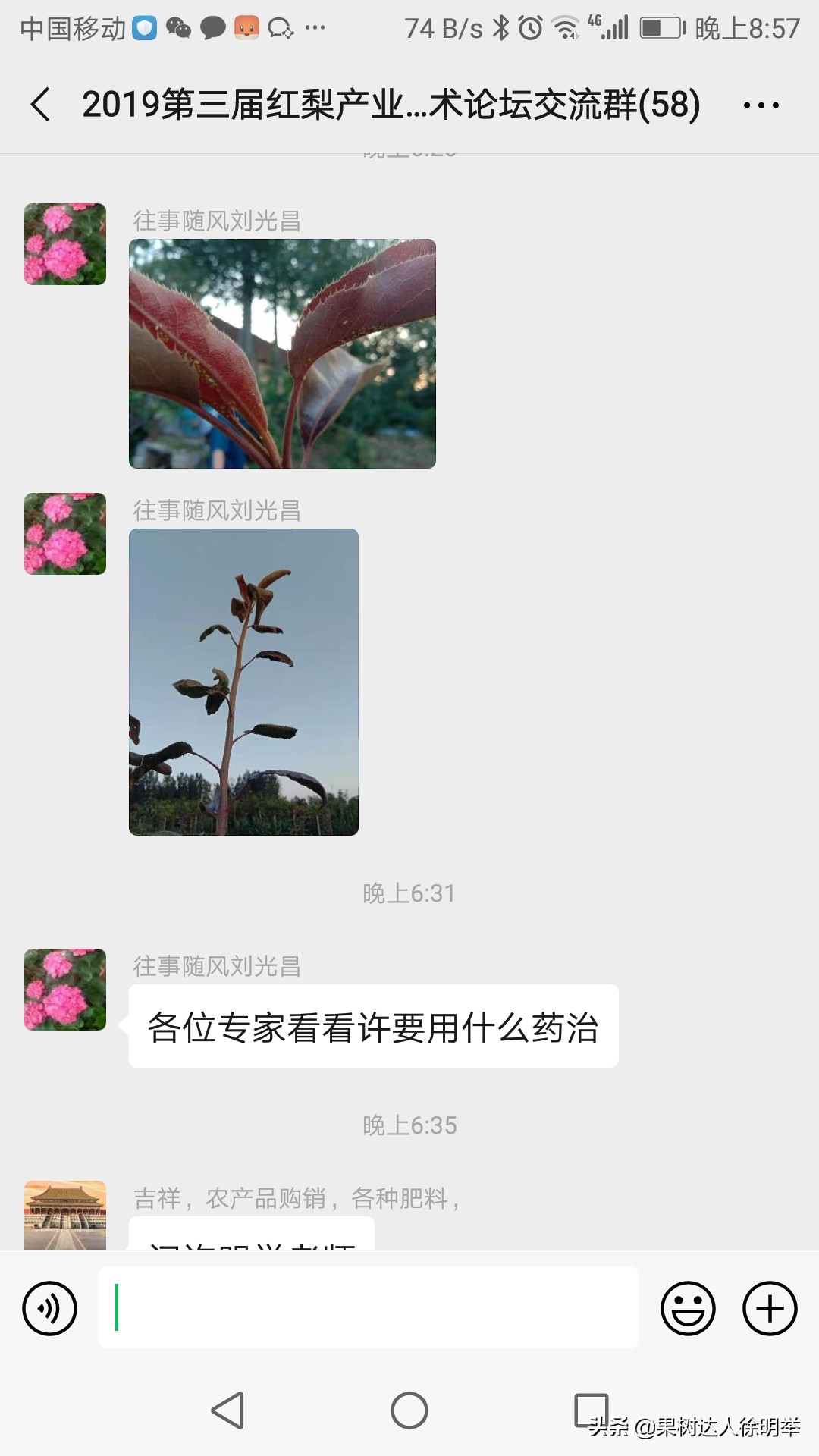 梨树没蚜虫卷叶是什么原因,梨树叶卷了里面都是蚜虫