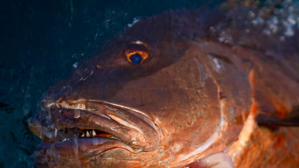 世界各地钓鱼爱好者,世界各地钓鱼的人