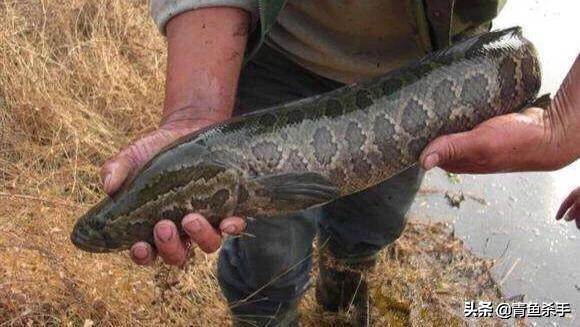 雷强钓黑鱼技巧教学视频,雷强钓黑鱼用什么饵