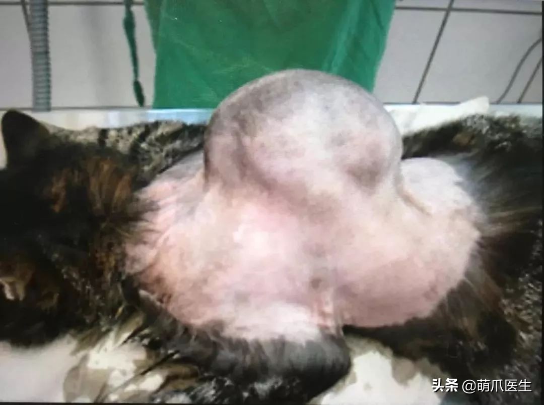 黑心宠物粮涉事企业有哪些,黑心宠物粮涉事企业