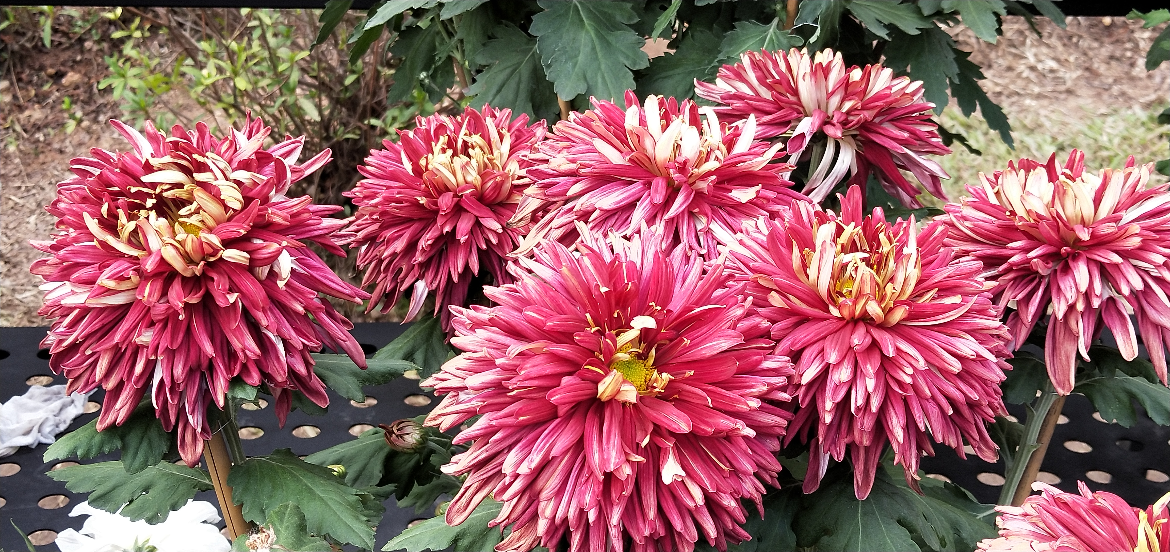 东湖公园菊花花展时间2021,深圳东湖荷节花展