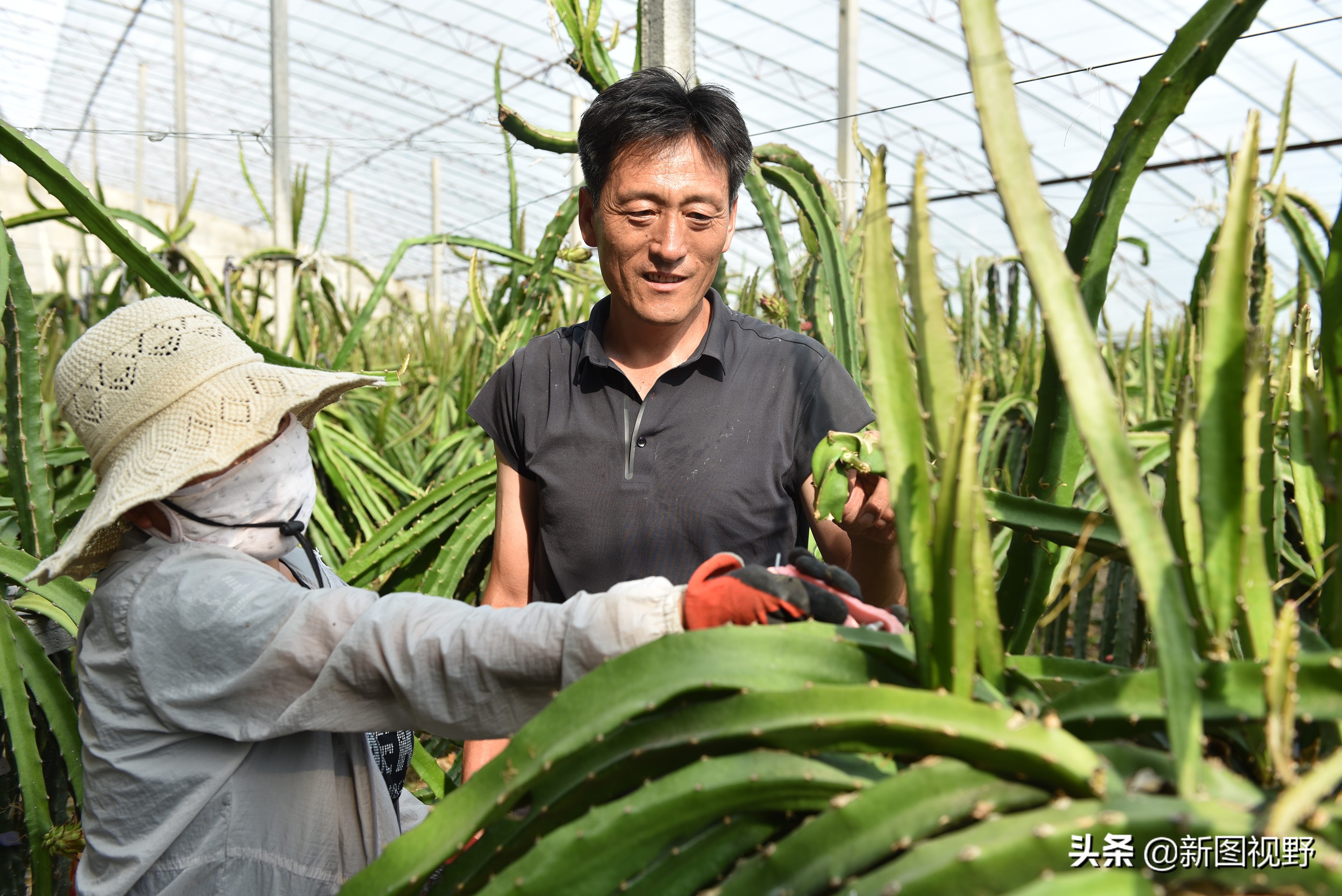 农村大哥吃火龙果,农村大哥种菜一年12万